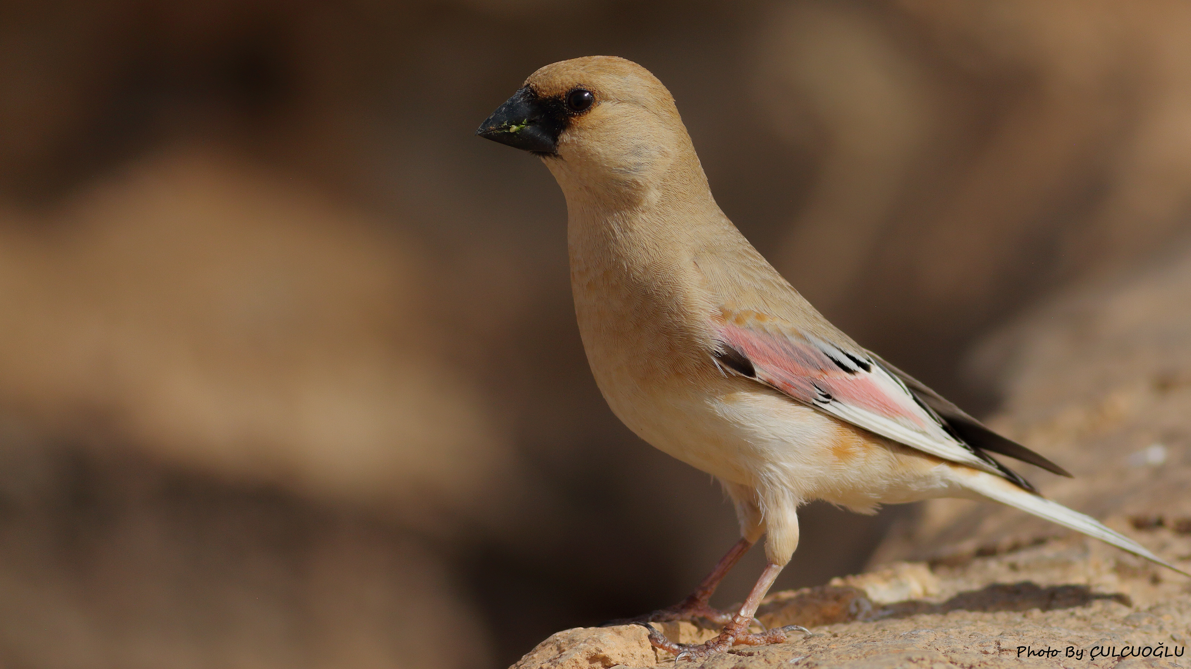 Desert Finch — Ana fotoğraf